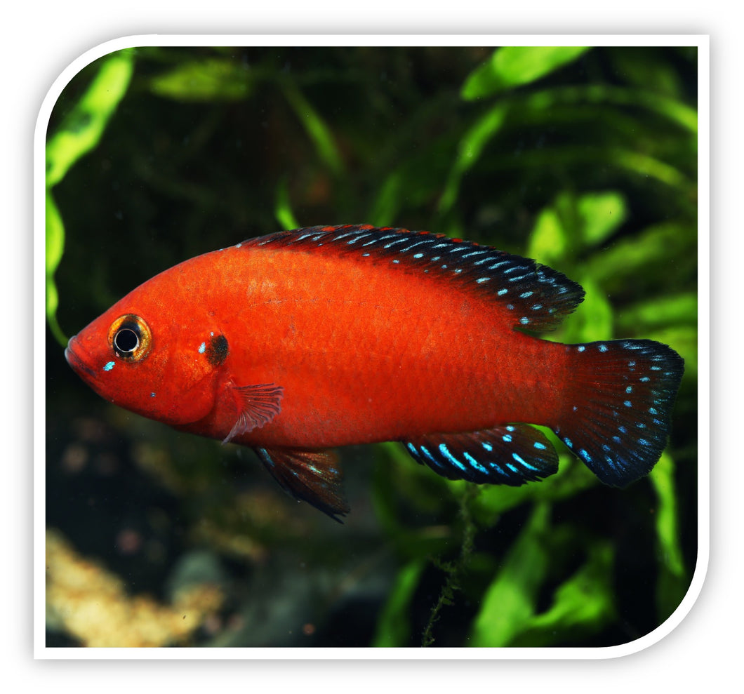 Tirkanda Fish African Cichlid | Turkana Jewel Cichlid | The iFISH Store