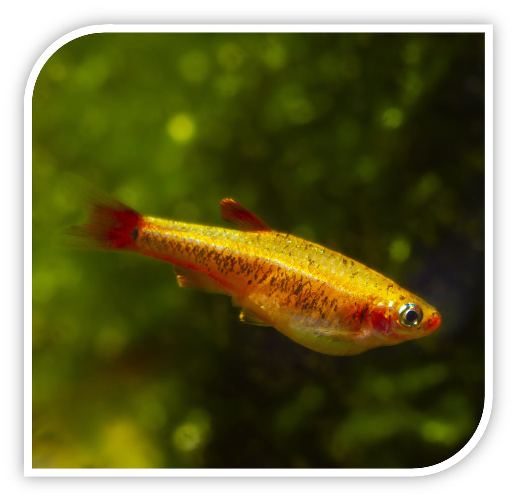 White Cloud Golden Mountain Minnow - Healthy Freshwater Tetras | The ...