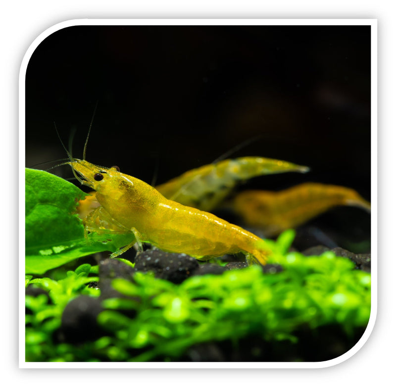 Yellow Shrimp