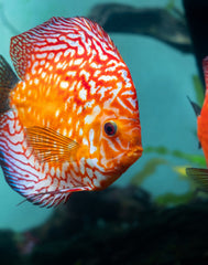 Discus