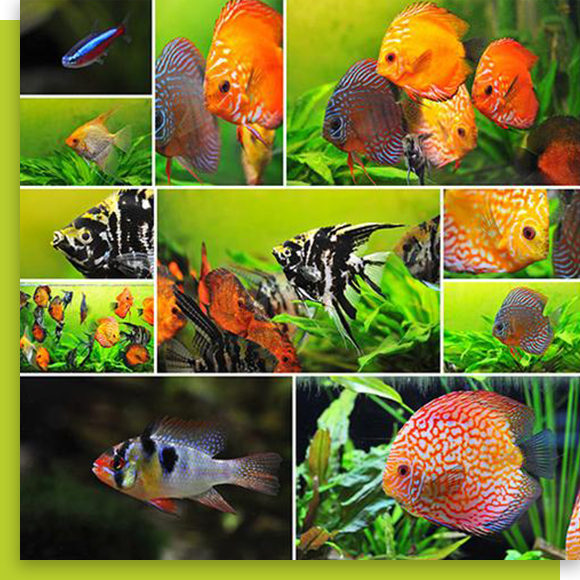 The iFISH Store - Welcome to The iFISH Store