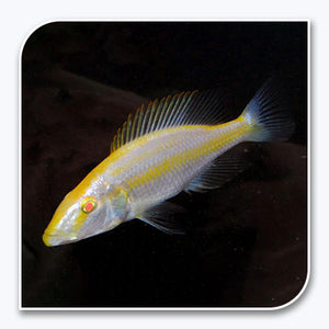 African Cichlid | Blue Peacock Cichlid
