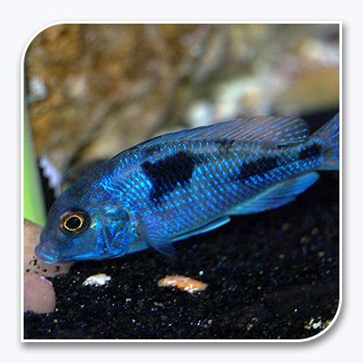 » African Cichlid | Blue Moorii (100% off)