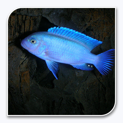 African Cichlid | Cobalt Blue Zebra