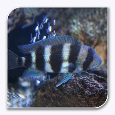 African Cichlid | Frontosa