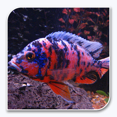 African Cichlid | O.B. Peacock