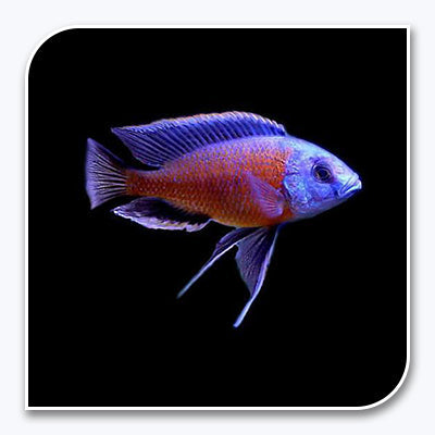 » African Cichlid | Redfin Borleyi (100% off)