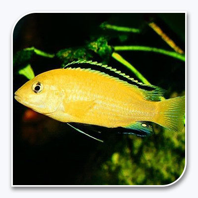 » African Cichlid | Yellow Labidochromis (100% off)