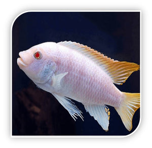 African Cichlid | Blue Peacock Cichlid