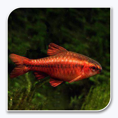 Barb | Cherry Barb Male