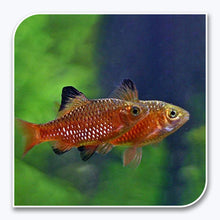 Barb | Male Rosy Barb