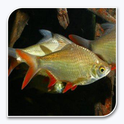 Barb | Red Fin Tinfoil Barb