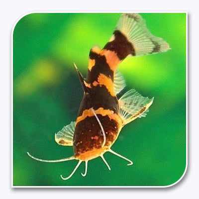 Catfish | Bumble Bee Catfish