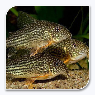 Catfish | Corydoras Sterbai
