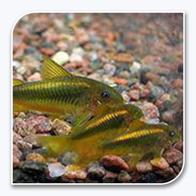 Catfish | Gold Green Cory Catfish