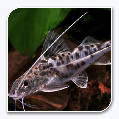 freshwater tank catfish channel silver