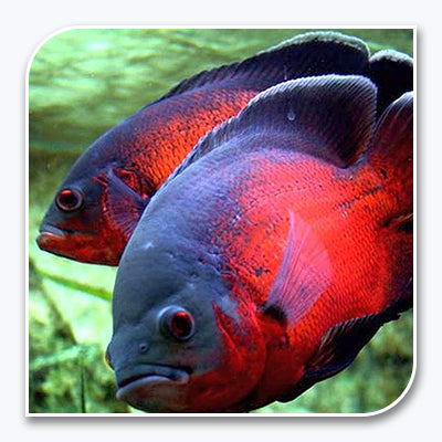 Aquarium Fish for Sale | Cichlid Fish for Sale | Lowest Pricing Online ...