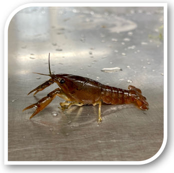 Invertebrates | Crayfish