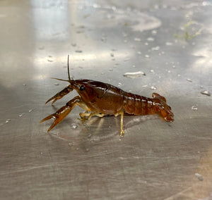 Invertebrates | Crayfish