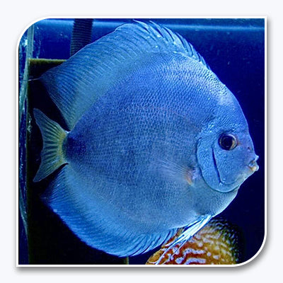 Blue Discus Fish Giant Blue Diamond Discus Tank | Gorgeous Discus