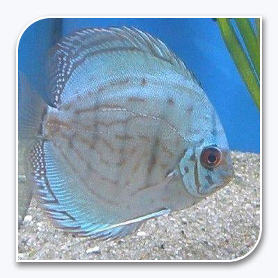 Discus | Cobalt Blue Discus