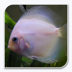 Ghost Eruption Discus Discus | Ghost Discus - Tropical Discus Fish Online | The iFISH Store
