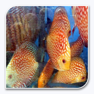 Discus | Pigeon Blood Discus