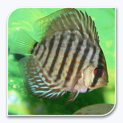 Discus | Turquoise Discus