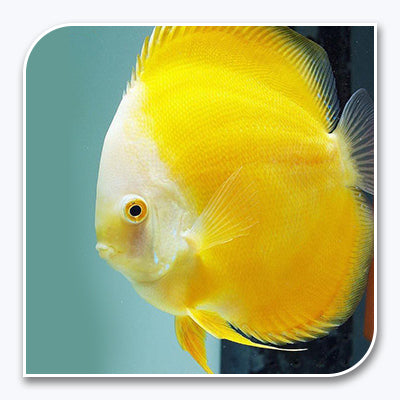 Yellow Fish Innard Yellow Freshwater Tropical Fish
