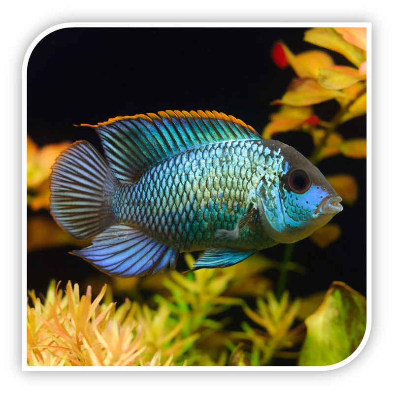 South American Cichlid | Electric Blue Acara