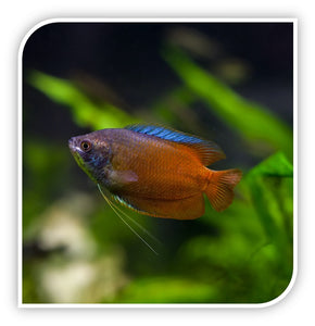 Gourami | Blue Paradise Gourami