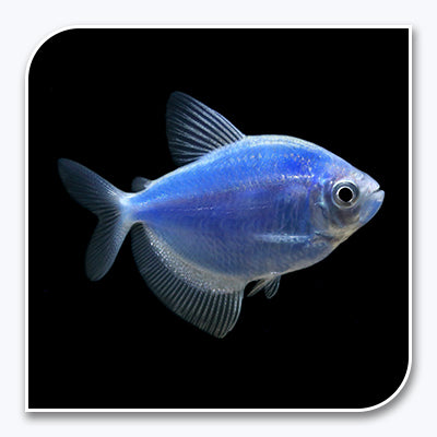 GloFish | Cosmic Blue GloFish Tetra