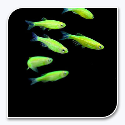 GloFish | Electric Green GloFish Danio