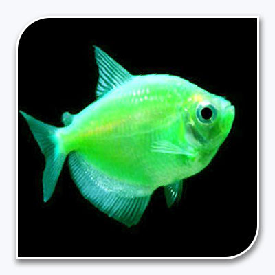 green tropical fish