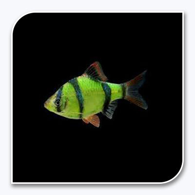 GloFish | Electric Green GloFish Tiger Barb