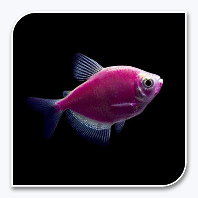 GloFish | Galactic Purple GloFish Tetra
