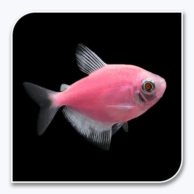 Moonrise Pink Glofish Tetra - Get Your Freshwater Fish Here!