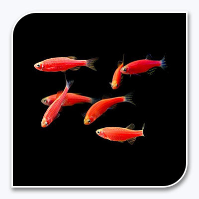 GloFish | Starfire Red GloFish Danio
