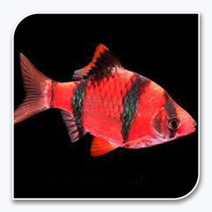 GloFish | Starfire Red GloFish Tiger Barb