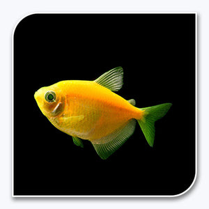GloFish | Sunburst Orange GloFish Tetra