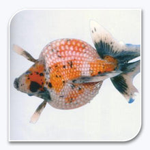 Goldfish | Calico Pearlscale