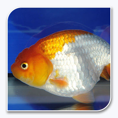 Goldfish | Ranchu