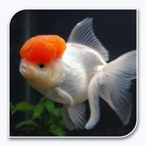 Goldfish | Red Cap Oranda