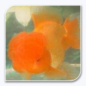 Goldfish | Red Oranda