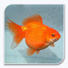 Goldfish | Red Pearlscale