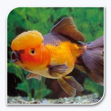 Goldfish | Red and Black Oranda