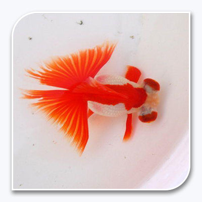 Goldfish | Red and White oranda