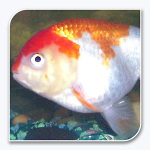 Goldfish | Red and White Lionhead