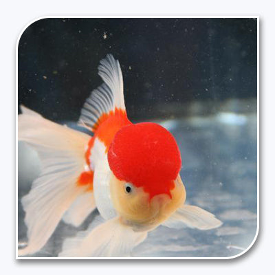 Goldfish | Red and White Oranda