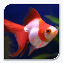 Goldfish | Red and White Ryukin
